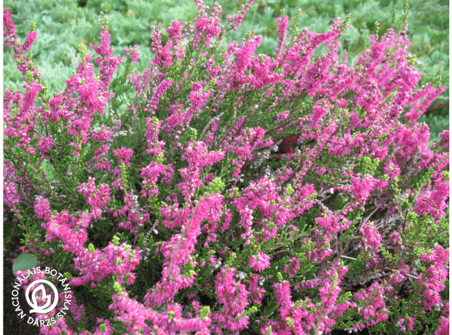 Calluna vulgaris   'Allegretto'